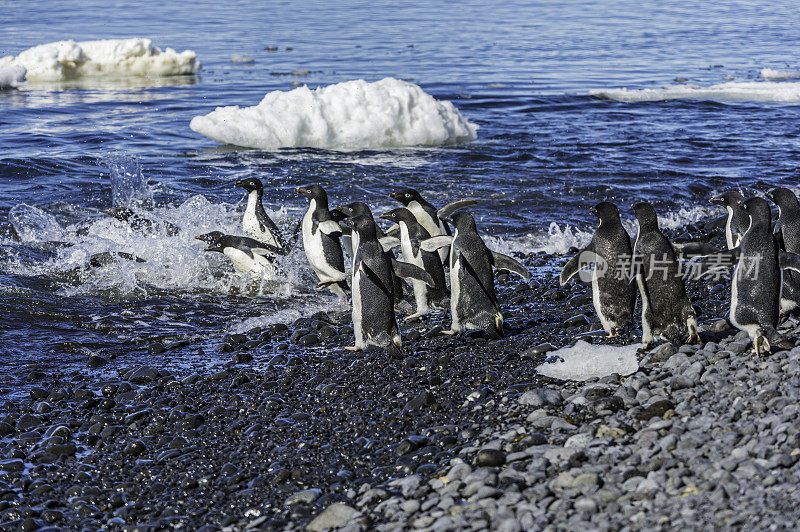 Adélie企鹅，Pygoscelis adeliae，在南极洲的布朗断崖。去水里觅食。企鹅科;企鹅目